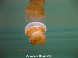 This is taken in a lake in Indonesia. The water is salty ... by Yuzuru Hamasaki 